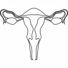 She cares uterus